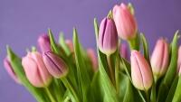 tulips-320151 960 720