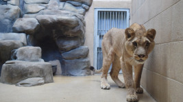zoolvice3