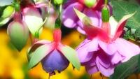 fuchsieNew1