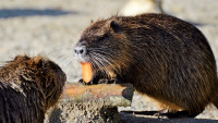 nutria-3275662 1280