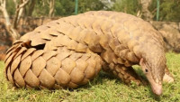 CoronaLaskoun