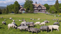 šamalkaKudyznudy