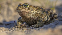 ropucha kratkonoha