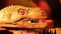 dino3