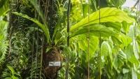 botanka22