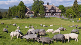 šamalkaKudyznudy