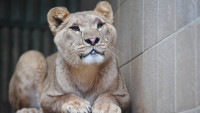 zoolvice1irma
