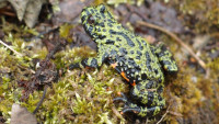 frog-1313852 1280
