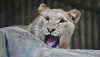 zoolvice4