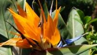 strelicie-strelitzia-nicolai-semena-3-ks