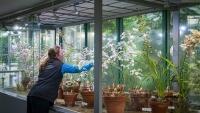 Orchidejebotanickaliberec 1