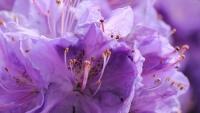 rododendron4