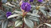 rododendron3