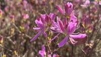 rododendron2