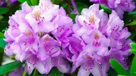 rododendronTop1