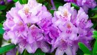 rododendronTop1
