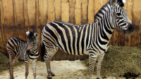 zebraMlade1
