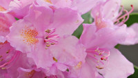azalea-1436339 1280