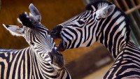 zebra Chapmanova1