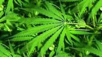 marihuana
