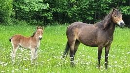 Divoci-kone-kopytrnici-prirustky-klisna-hribe-kopretiny-as-krasna-u-ase-pastvina-rezervace