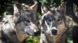 vlk-2-wolf-2984865 960 720