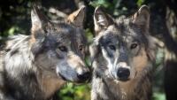 vlk-2-wolf-2984865 960 720