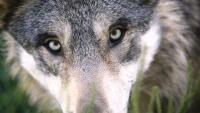 vlk-wolf-1284276 960 720