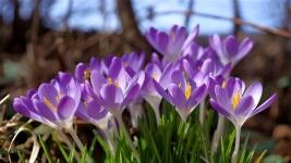 krokus6