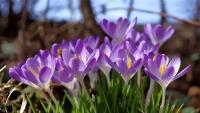 krokus6