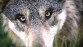 vlk-wolf-1284276 960 720