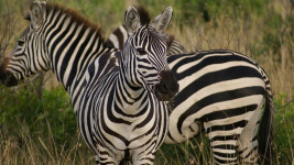 zebra-4721777 960 720