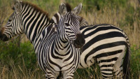 zebra-4721777 960 720