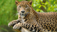 leopard-5168781 1280