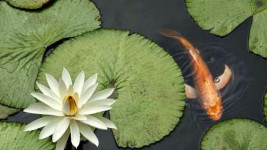 koi
