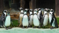 Tučňáci Humboldtovi.