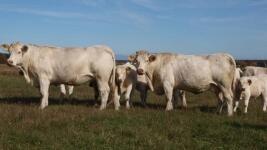 skotwww.agropress.cz