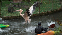 pelikánizoo4