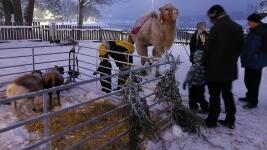 vikýřAdvent2velbloud