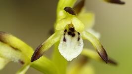 koralice-trojklanna-corallorhiza-trifida-246