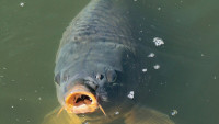 Kaprvevodě