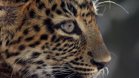 levhartZOO