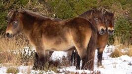 POnyWikiExmoorponyPose
