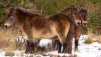 POnyWikiExmoorponyPose