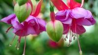 fuchsia-wind-chime-3402354 1280