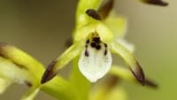 koralice-trojklanna-corallorhiza-trifida-246
