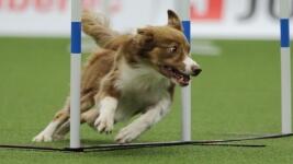 agility