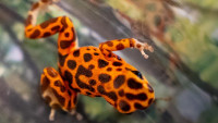 žaba6pralesnicka drobna bastimentos