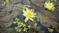 botanickalekniny5