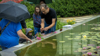 botanickalekniny2